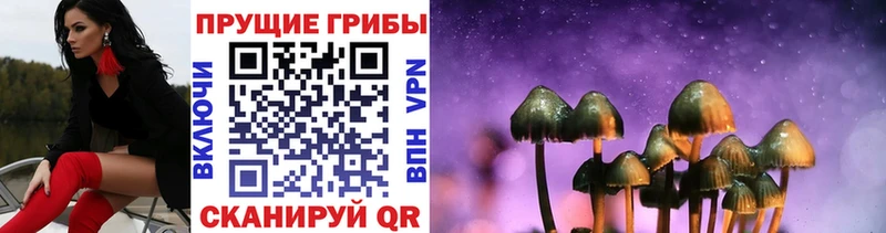 блэк спрут ТОР  Новотроицк  нарко площадка состав  Псилоцибиновые грибы Cubensis 